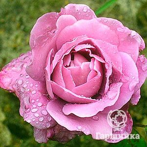 Роза Дойче Велле флорибунда, Топалович (лиц)