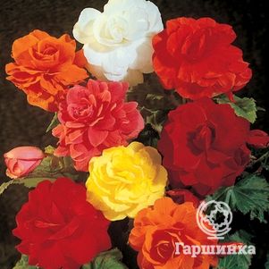 

Бегония махровая Дубль Микс