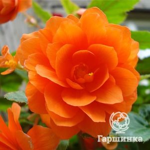 

Бегония махровая Дубль Оранж