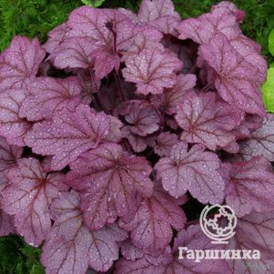 

Гейхера Грэйп Сода