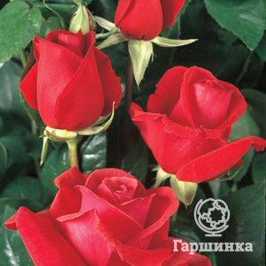 Роза Дуфтвольке, Тантау (лиц)