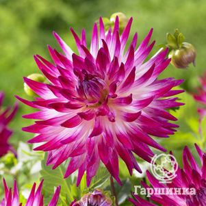 

Георгина Дач Эксплоужен (Голландский взрыв) кактусовидная