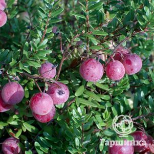 Клюква Эрли Блэк крупноплодная