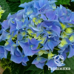 Гортензия Эрли Блу крупнолистная (макрофила)