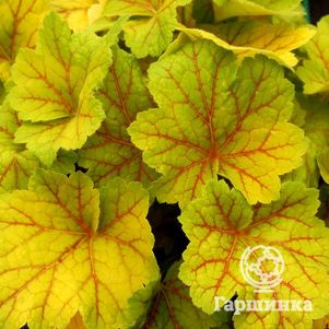 

Гейхера Электра