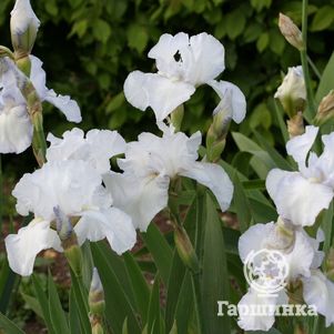 

Ирис бородатый Инглиш Коттедж