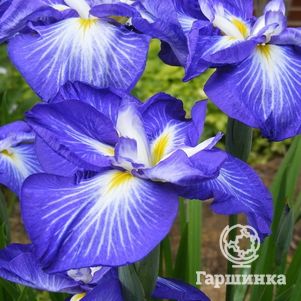 

Ирис мечевидный Густо