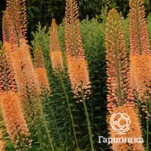 

Эремурус Клеопатра