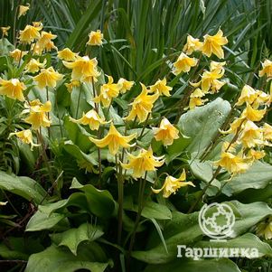 

Кандык Пагода 3 шт