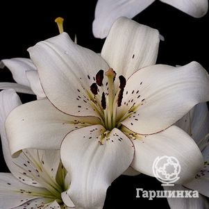 

Лилия Элайнер ЛА-гибрид белая