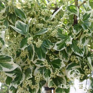 Бересклет Форчуна Эмеральд Гаети