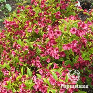 

Вейгела Бригелла