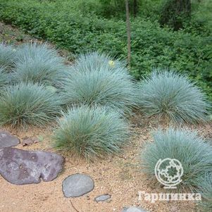 

Овсяница Элайджа Блю