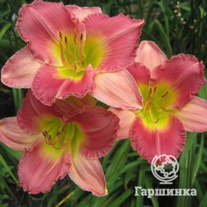 Лилейник Файнал Тач