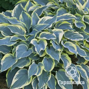 

Хоста Фест Фрост (SM)