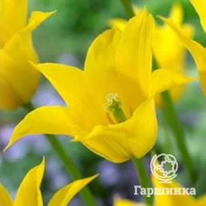 

Тюльпан Флэшбэк лилиецветный 5шт