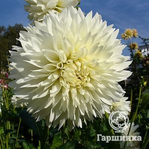 

Георгина Флеурел (МАКСИ) декоративная