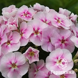 

Флокс Юник Биколор метельчатый