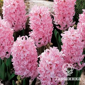 

Гиацинт Фондант 3 шт