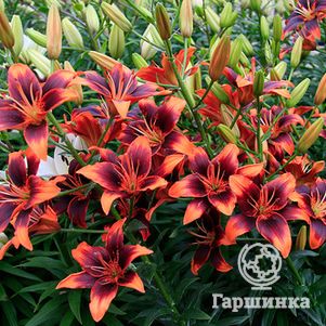 Лилия Форевер Сюзан азиатская