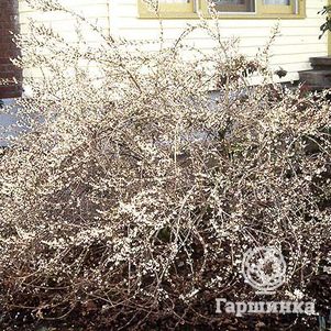 

Абелиолистник (Форзиция белая)