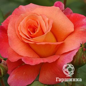 

Роза Фрайзингер Моргенрете шраб, Топалович (лиц)