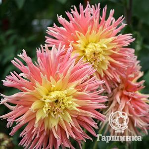 

Георгина Фринджет Стар бахромчатая