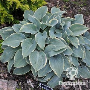 

Хоста Фростед Димплес (M)