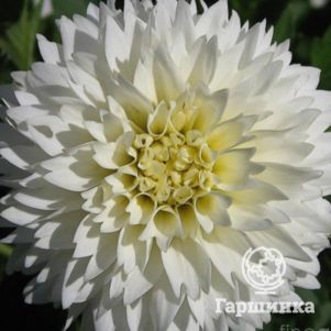 

Георгина Майами Фубуки декоративная