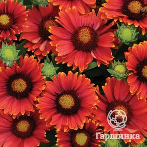 

Гайлардия Аризона Ред Шадейс