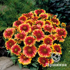 

Гайлардия Аризона Сан