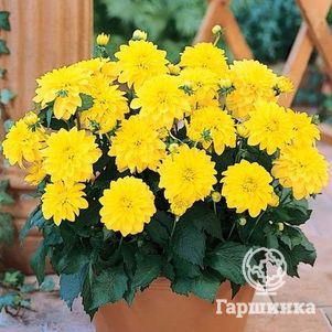 

Георгина Геллери Сезан бордюрная