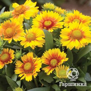 

Гайлардия Аризона априкот