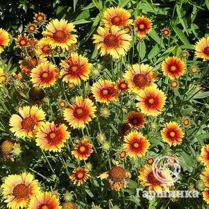 

Гайлардия Кобольд