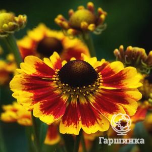 

Гелениум Бидермейер