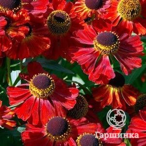 

Гелениум Рубинцверг