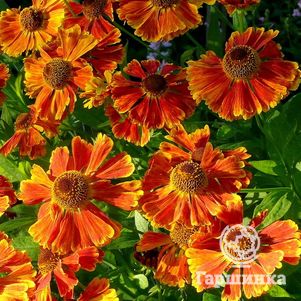 

Гелениум Волтраут