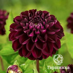 

Георгина Дарк Спирит помпонная