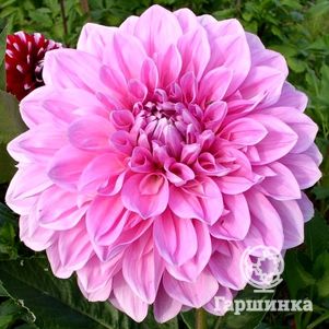 Георгина Лавандер Перфекшн декоративная