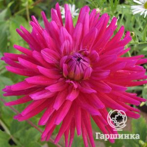 

Георгина Орфео кактусовидная