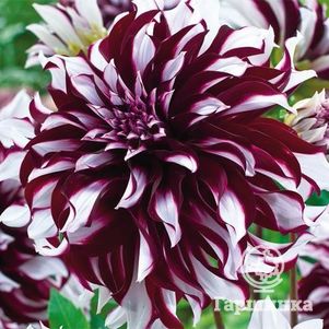 

Георгина Тартан декоративная