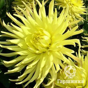 

Георгина Еллоу Стар бахромчатая