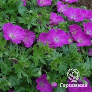 

Герань садовая Макс Фрай