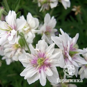 Герань садовая Дабл Джевел 600₽