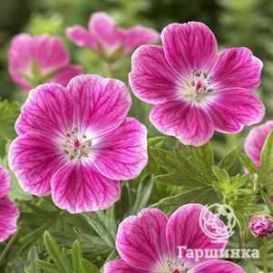 

Герань кроваво-красная Элке