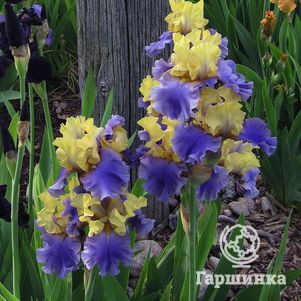 

Ирис бородатый Эдит Волфорд