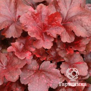 

Гейхера Гэлакси