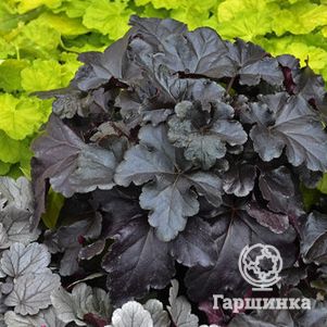 

Гейхера Блэк Перл