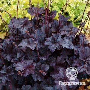 

Гейхера Обсидиан