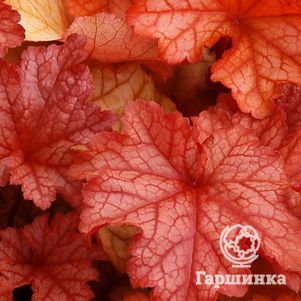 

Гейхера Паприка